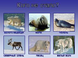 Животные севера, слайд 8