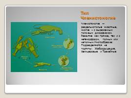 Индивидуальное размножение организмов, слайд 28