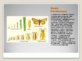 Индивидуальное размножение организмов, слайд 30
