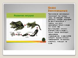Индивидуальное размножение организмов, слайд 33