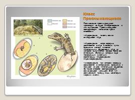 Индивидуальное размножение организмов, слайд 34