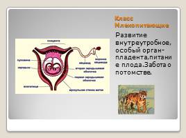 Индивидуальное размножение организмов, слайд 35
