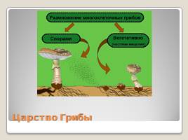 Индивидуальное размножение организмов, слайд 4