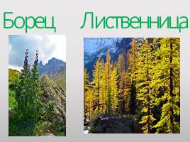 Горы Южной Сибири - Алтай, слайд 14