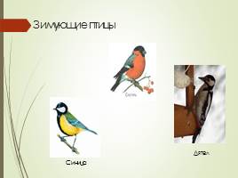 Внеклассное мероприятие «Покормите птиц зимой», слайд 3