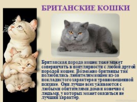 Домашние питомцы - кошки, слайд 12
