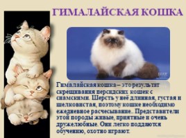 Домашние питомцы - кошки, слайд 13