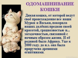 Домашние питомцы - кошки, слайд 8