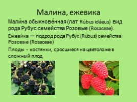 Биологические названия плодов, или что мы едим на самом деле, слайд 16