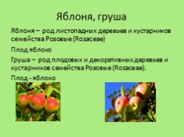 Биологические названия плодов, или что мы едим на самом деле, слайд 3
