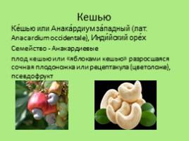 Биологические названия плодов, или что мы едим на самом деле, слайд 8