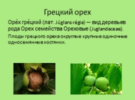 Биологические названия плодов, или что мы едим на самом деле, слайд 9