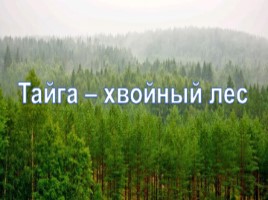 Леса России, слайд 2