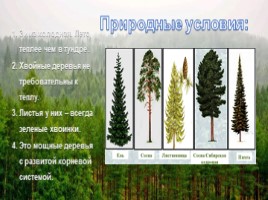 Леса России, слайд 3
