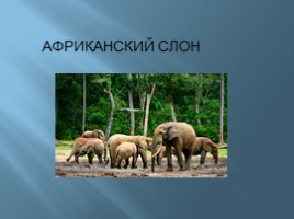 Тип млекопитающие, слайд 11