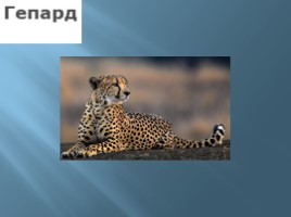 Тип млекопитающие, слайд 17