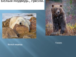 Тип млекопитающие, слайд 19