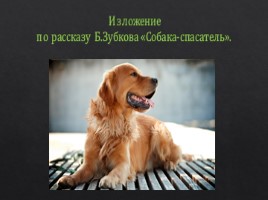 Обучающее изложение по произведению Б.Зубкова "Собака-спасатель", слайд 2