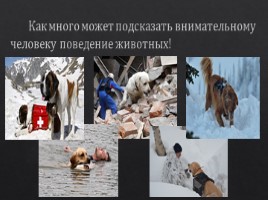 Обучающее изложение по произведению Б.Зубкова "Собака-спасатель", слайд 7