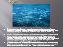 Азовское море, слайд 10