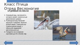 Красная Книга Челябинской области, слайд 7