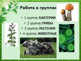 Многообразие живых организмов, слайд 5