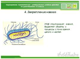 Формирование познавательных УУД на уроках биологии 5 класса, слайд 13
