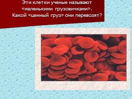 Кровеносная система - Кровь, слайд 25