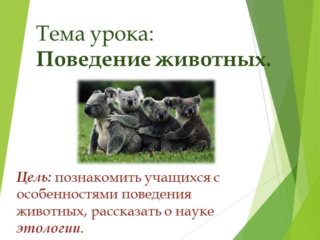 Презентация Поведение животных - Этология