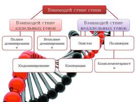 Взаимодействие генов, слайд 4