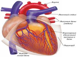 Кровеносная система - Сердце и его работа, слайд 2