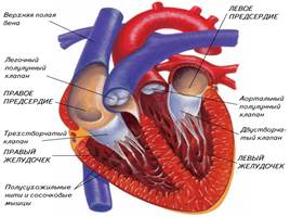 Кровеносная система - Сердце и его работа, слайд 4