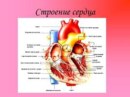 Кровеносная система - Сердце и его работа, слайд 5