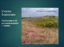 Растительный мир Курской области, слайд 23