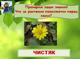 Весеннее пробуждение растений, слайд 13