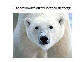 Урок по экологическому воспитанию «Белый медведь», слайд 1
