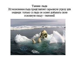 Урок по экологическому воспитанию «Белый медведь», слайд 3