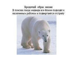 Урок по экологическому воспитанию «Белый медведь», слайд 4