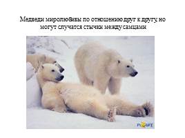 Урок по экологическому воспитанию «Белый медведь», слайд 9