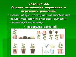 Растения в твоём доме, секреты агротехники - Размножение растений делением куста и отпрысками, слайд 16