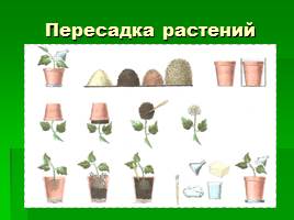 Растения в твоём доме, секреты агротехники - Размножение растений делением куста и отпрысками, слайд 17