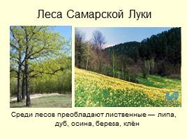 Национальный парк «Самарская лука», слайд 12