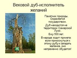 Национальный парк «Самарская лука», слайд 13