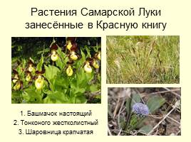 Национальный парк «Самарская лука», слайд 8