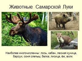 Национальный парк «Самарская лука», слайд 9