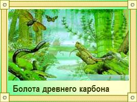 Размножение и развитие папоротников - Папоротникообразные, слайд 16