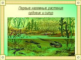 Размножение и развитие папоротников - Папоротникообразные, слайд 22