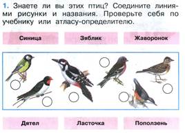 Зимующие и перелётные птицы, слайд 11