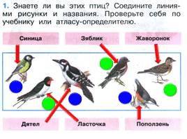 Зимующие и перелётные птицы, слайд 12