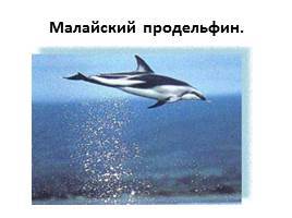Дельфины, слайд 10